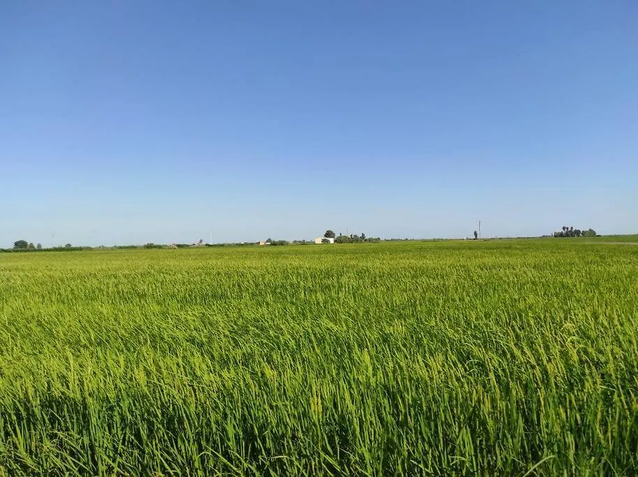 Сasa de vacaciones Pequena Casa Rural En El Centro Del Delta Del Ebro Amposta